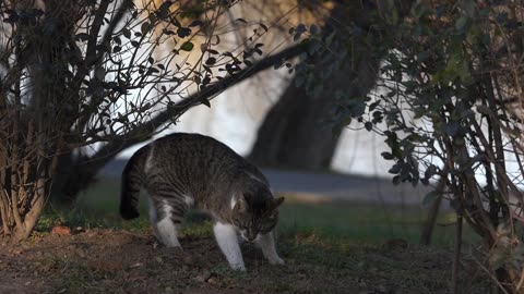 cat potty video