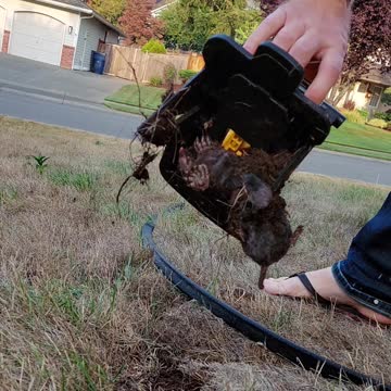 Mole trapped underground with a scissor type trap.