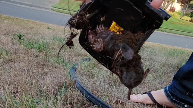 Mole trapped underground with a scissor type trap.