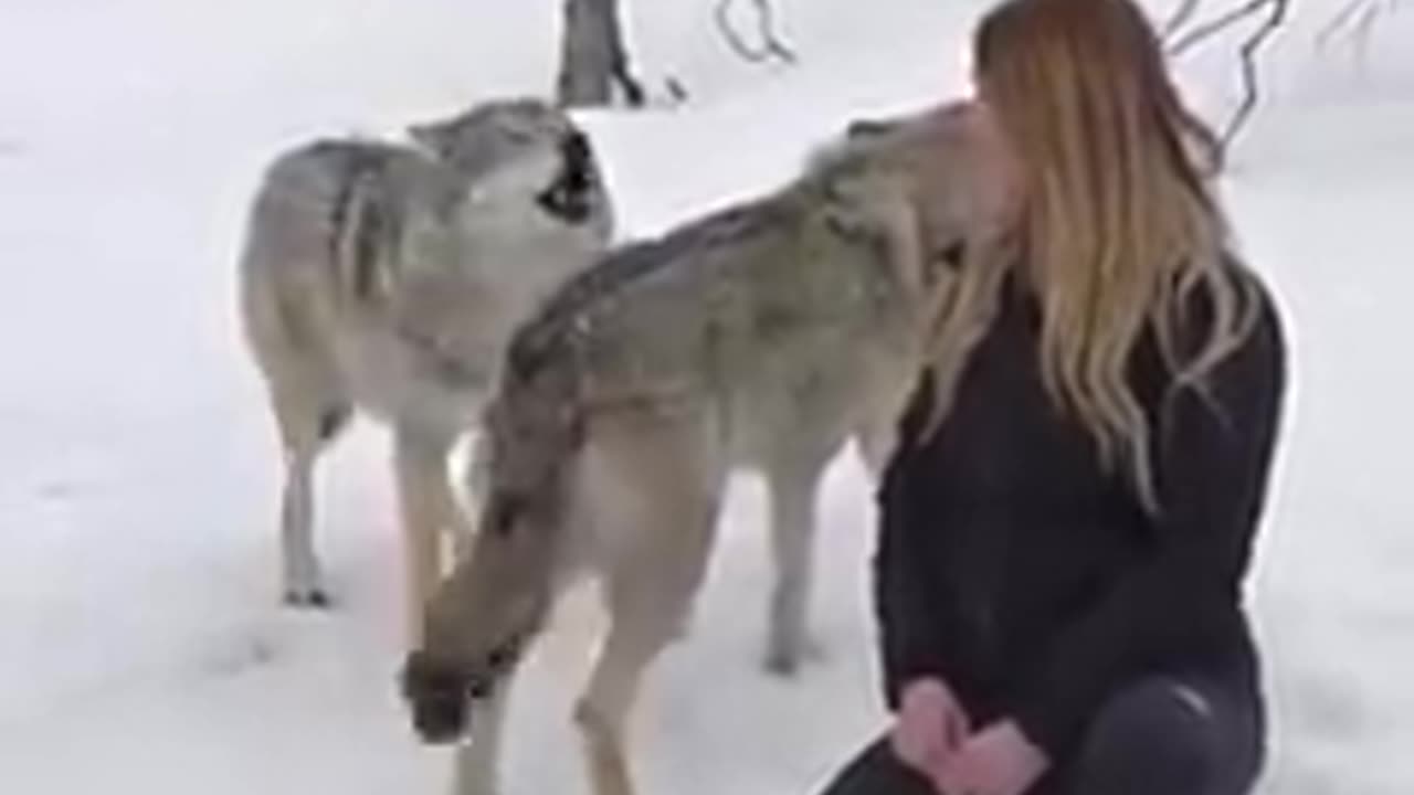 The bond between woman and wolf