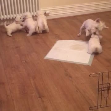 Hermoso rato de juego entre cachorros y sus padres