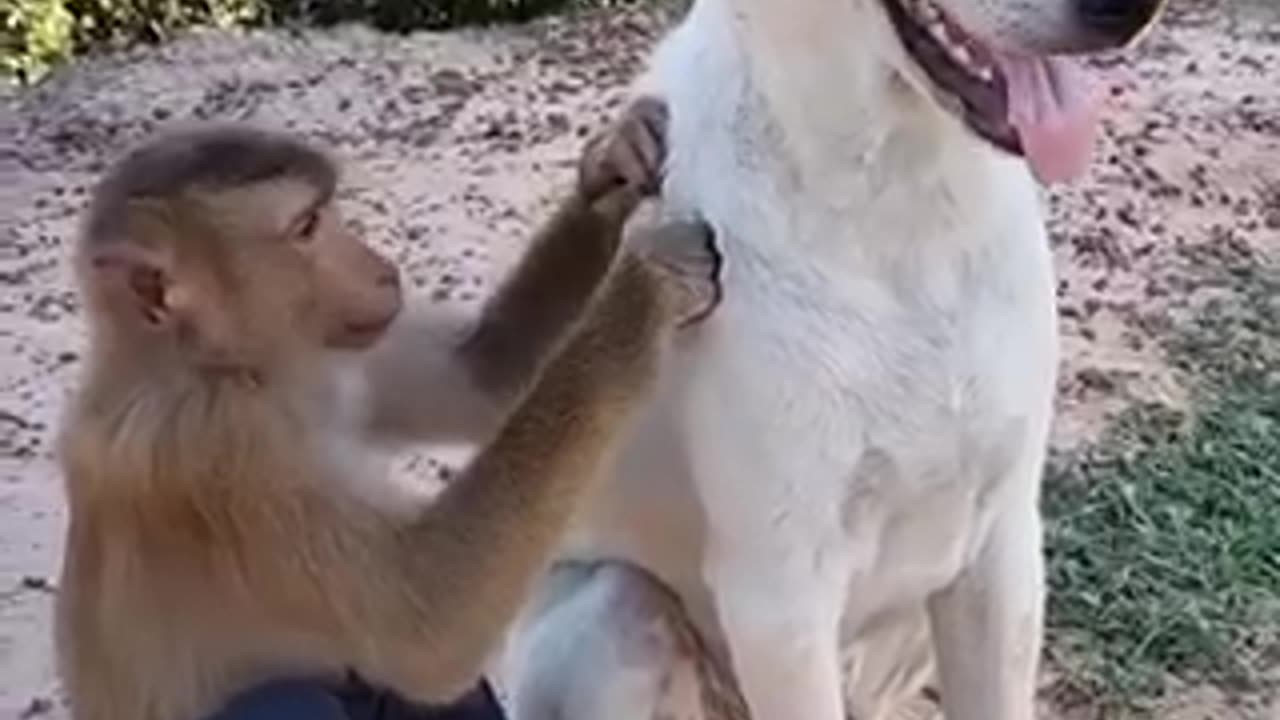 Funny monkey😂
