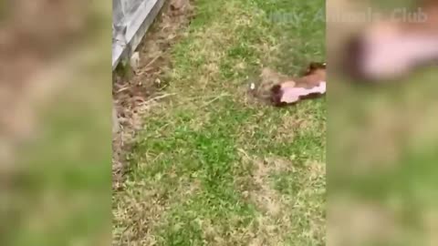 Animals are crazy