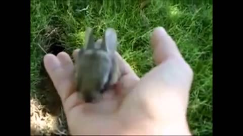 "The Adorable World of Baby Bunnies: Fluffy, Cute, and Oh-So-Lovable!"