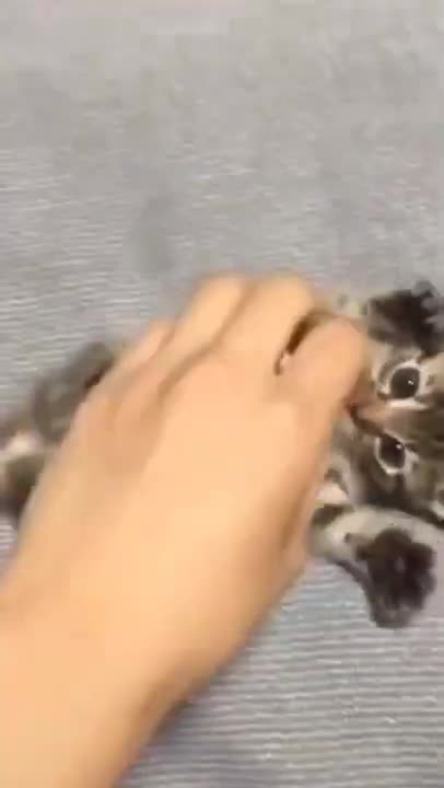 Cute Cats #Shorts Funny video #shorts