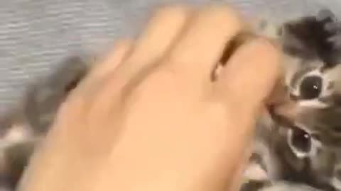 Cute Cats #Shorts Funny video #shorts