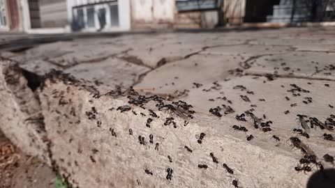 Have you lived with ants for a few minutes?