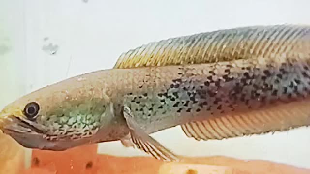 Chana fish Stewarti Karbialong