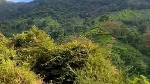 Ooty Best Greenery Video 4