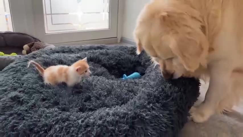 A kitten's reaction to a golden retriever