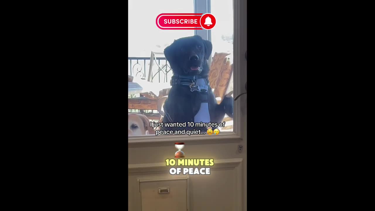 The Funniest Dog and Cat Videos You NEED to See!