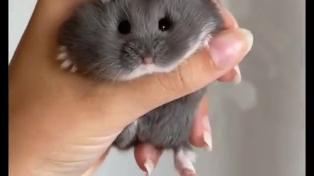 A cute hamster