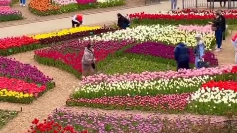 Flower garden in Crimea