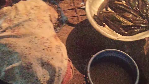 Bangladesh local fish