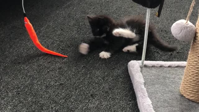 little cute kitten playing with a carrot and other stuff. part 2