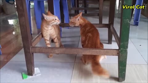 Cats Fighting and Meowing