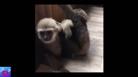 funniest monkeys