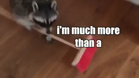 Raccoon fed up with day job