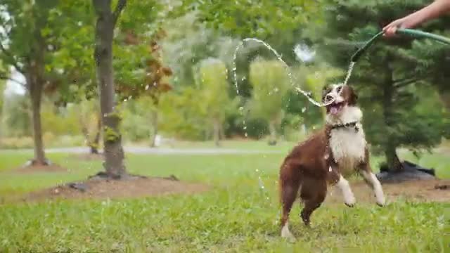 dog cute videos funny playing garden hoses