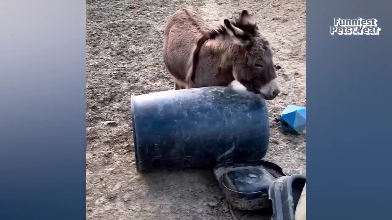 funny animal video