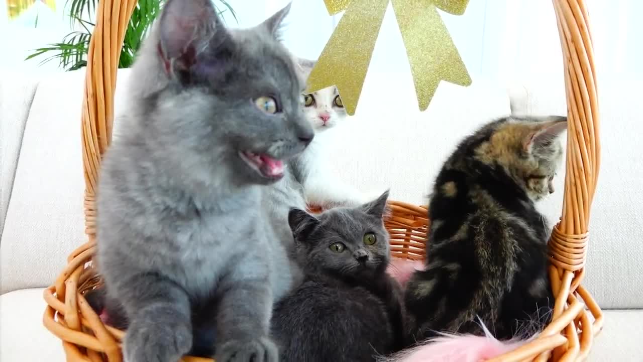 Vlad and Niki play with Kittens