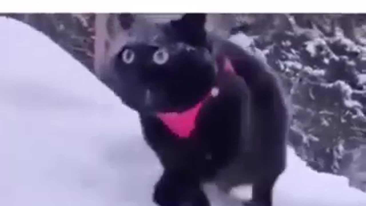 The best cat memes 3