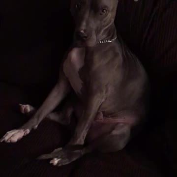 Pitbull Isn't Ready For Bed