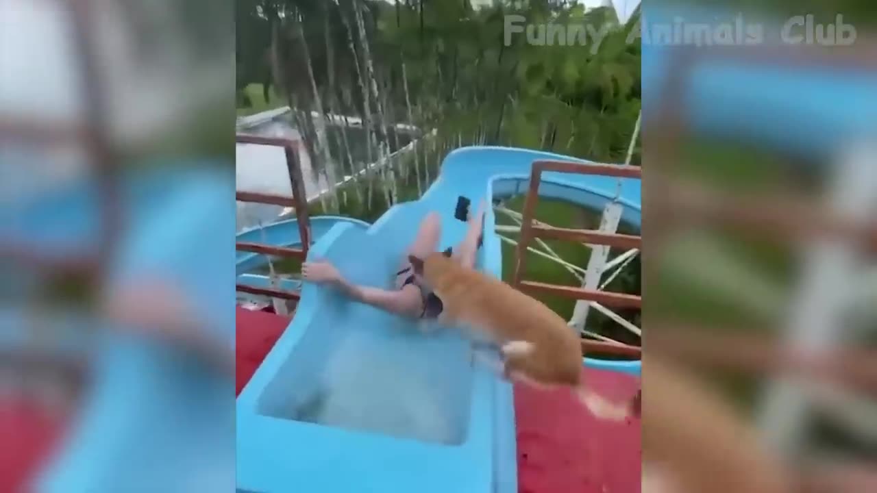 Funny animals🤣🤣