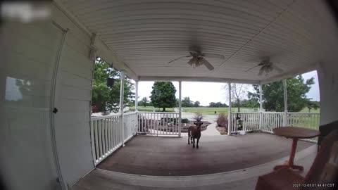 Goat Gets Scared When Owner Speaks to Her Through Doorbell Camera