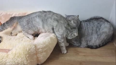 Dad cat meets his newborn kittens and kisses mom cat