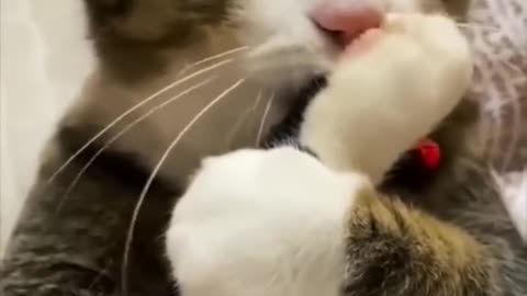 CUTE FUNNY ANIMAL VIDEO.