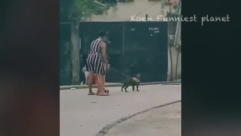 Funny Dogs And Cats Videos 2023 -- - Best Funniest Animal Videos Of The Month