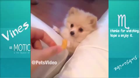 ULTIMATE|| Animal Compilation || Funny Fails || viral || comedy