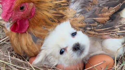 Beautiful relation between dog and hen