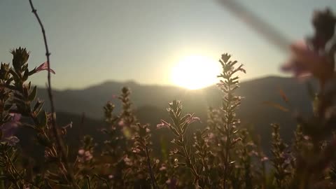 Blooming Dawn: Mesmerizing Sunrise with Flowers