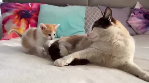 Dad Cat Ignores Tiny Kitten [ Try not to Laugh ]