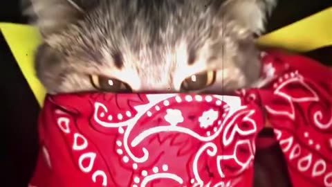 Cat versus Mouse....