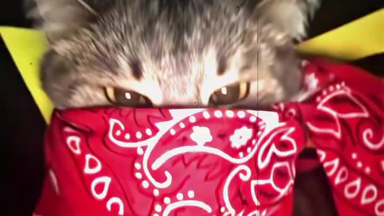Cat versus Mouse....