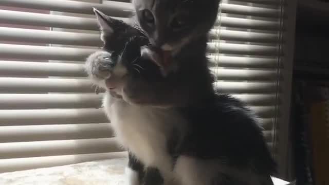 Petcat doubles your joys, and divides your sorrows.