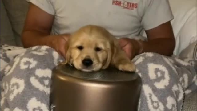 The little golden retriever