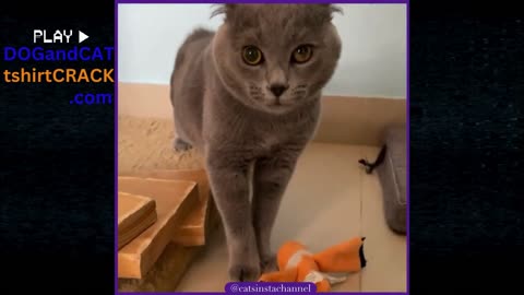 Talking Cat Wants Something