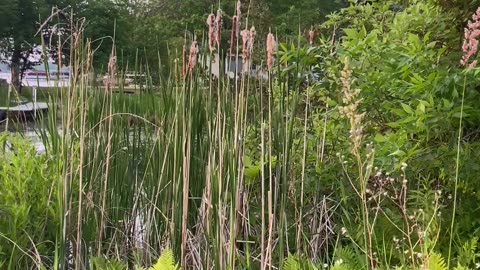 There’s a cattail over there!