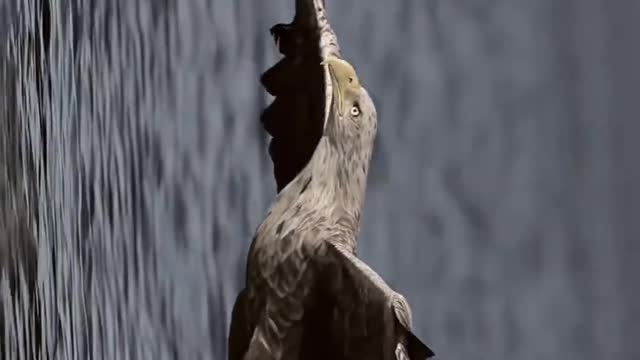 The eagle