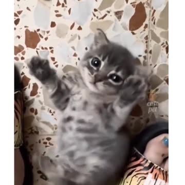 Cute Cat Compilation #1