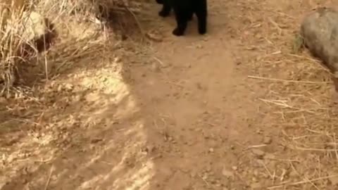 Excited desert fox reunites with the cat it grew up with