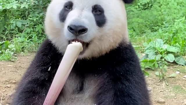 Why can pandas gain weight even if they eat bamboo?