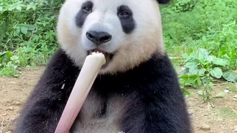 Why can pandas gain weight even if they eat bamboo?