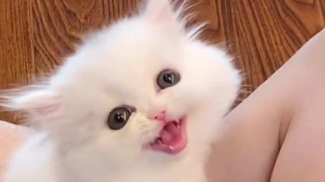 Very cute kitten 😍😍😍😍