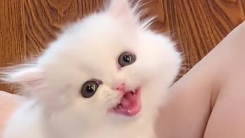 Very cute kitten 😍😍😍😍