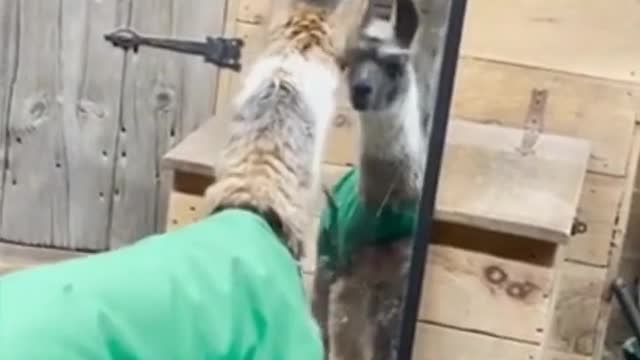 Hilarious moment baby llama reacted to seeing his reflection in a mirror for first time